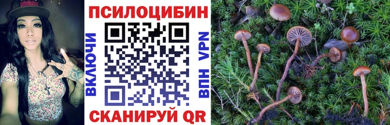магазин продажи Шахты Галлюциногенные грибы Psilocybine cubensis